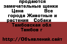 продаются замечательные щенки › Цена ­ 10 000 - Все города Животные и растения » Собаки   . Тамбовская обл.,Тамбов г.